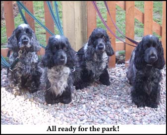 All 4 Dogs
