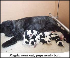 Litter 2012 Picture 1