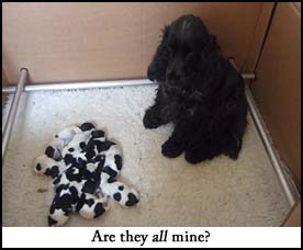 Litter  2012 Picture 2