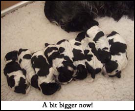 Litter  2012 Picture 3