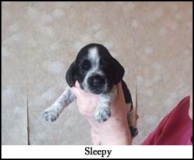 Litter  2012 Picture 4