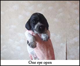 Litter  2012 Picture 5