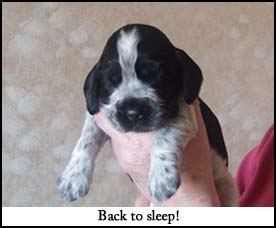 Litter  2012 Picture 6