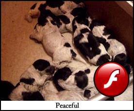 Litter  2012 Video 1