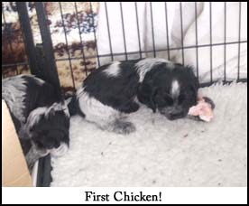 Litter 2012 Picture 1