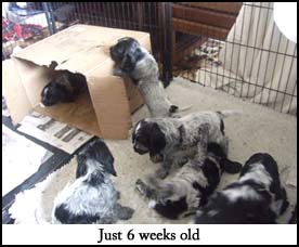 Litter  2012 Picture 2