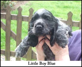 Litter 2012 Picture 1