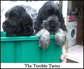 Litter 2012 Picture 3