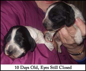 Litter 2015 Picture 1