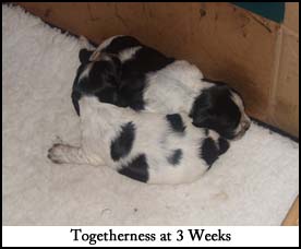 Litter 2015 Picture 2