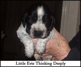 Litter 2015 Picture 3