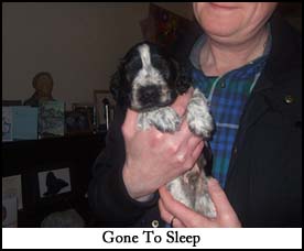 Litter 2015 Picture 7