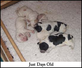 Just Days Old
