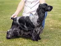 Ticket to Ride - Sire