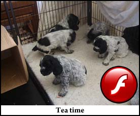 Pictures 3 - 2009 Video 1