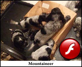 Pictures 3 - 2009 Video 2