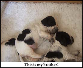 Litter  2011 Picture 2