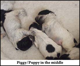 Litter  2011 Picture 4