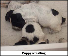 Litter  2011 Picture 5