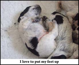 Litter  2011 Picture 6